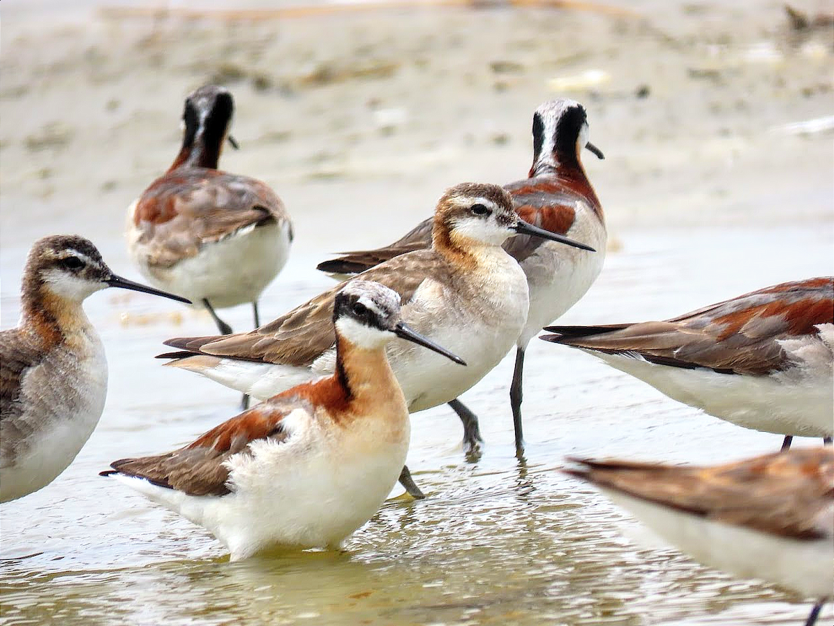 Wilson's Phalarope - ML356159011