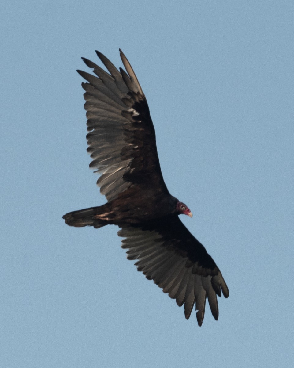 Turkey Vulture - ML356159581