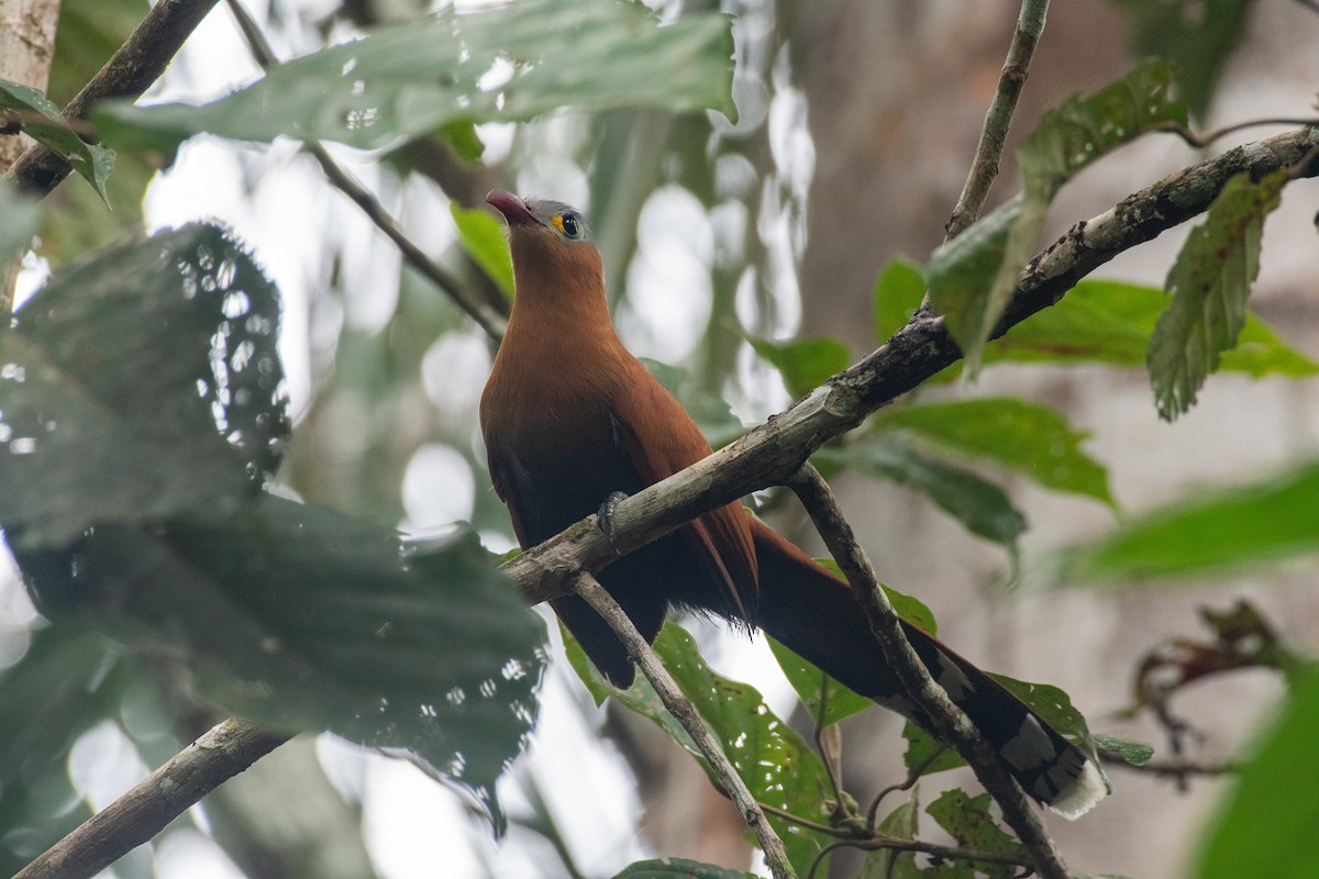 Black-bellied Cuckoo - Cody Limber