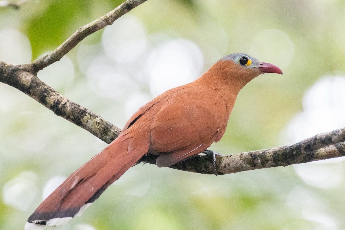 Black-bellied Cuckoo - Cody Limber