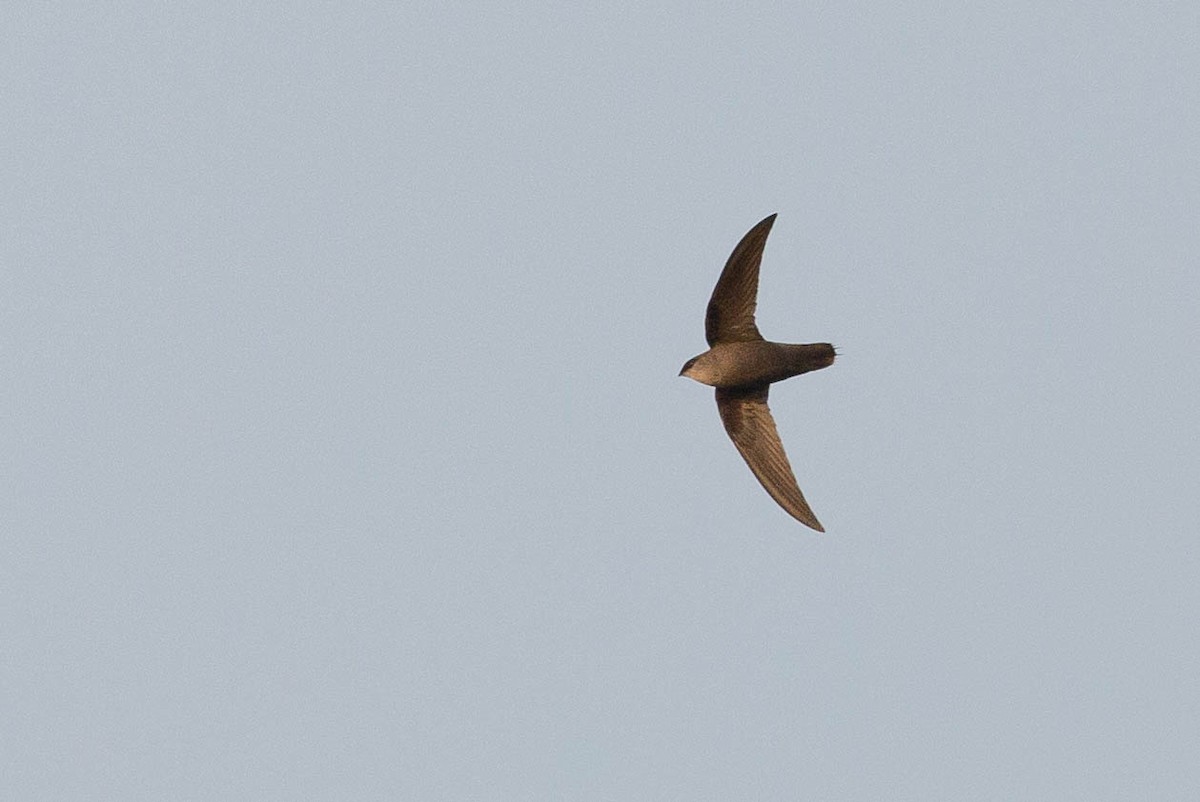 Chimney Swift - ML356161221