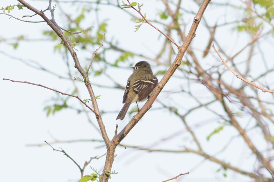Least Flycatcher - ML356161261