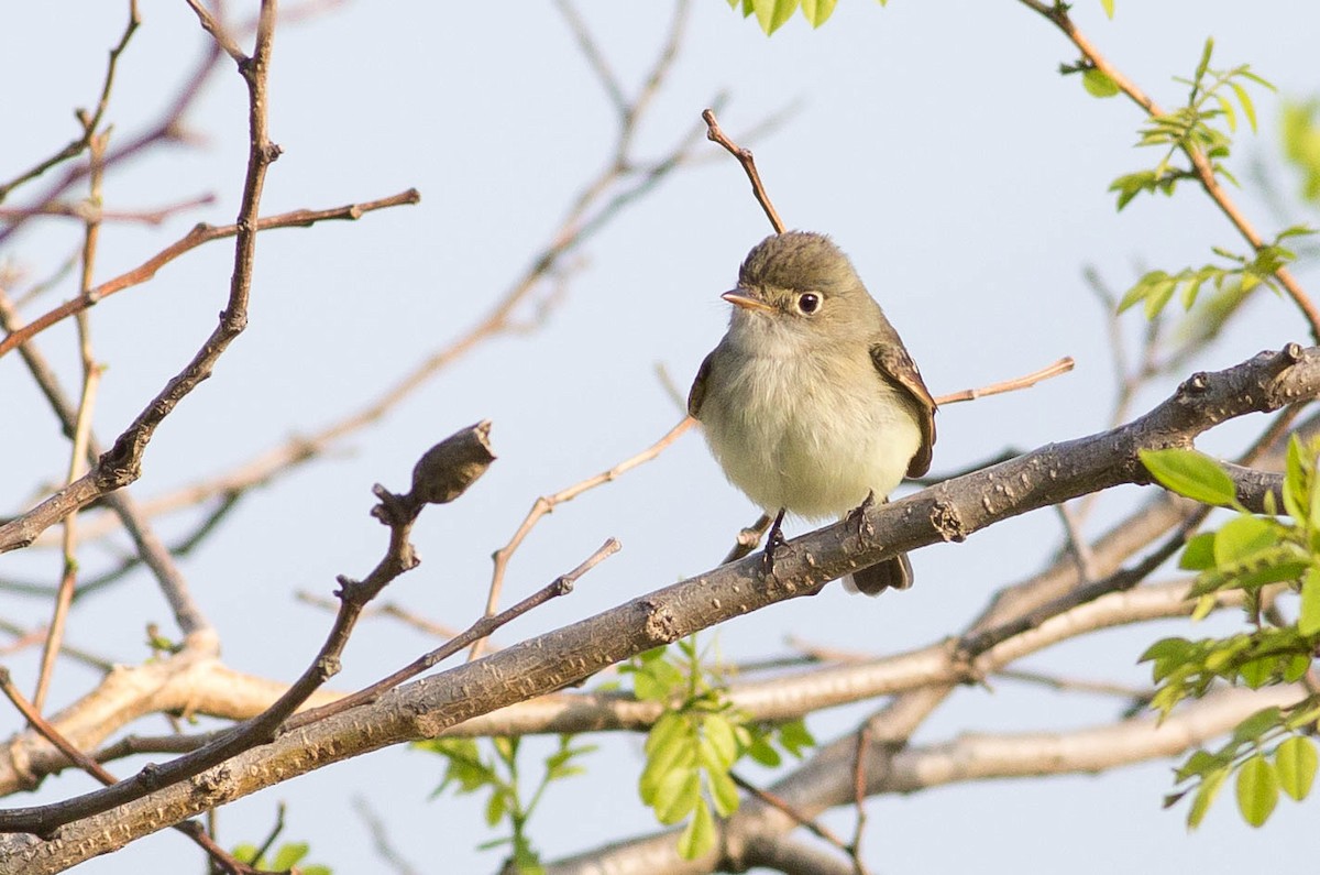 Least Flycatcher - ML356161301