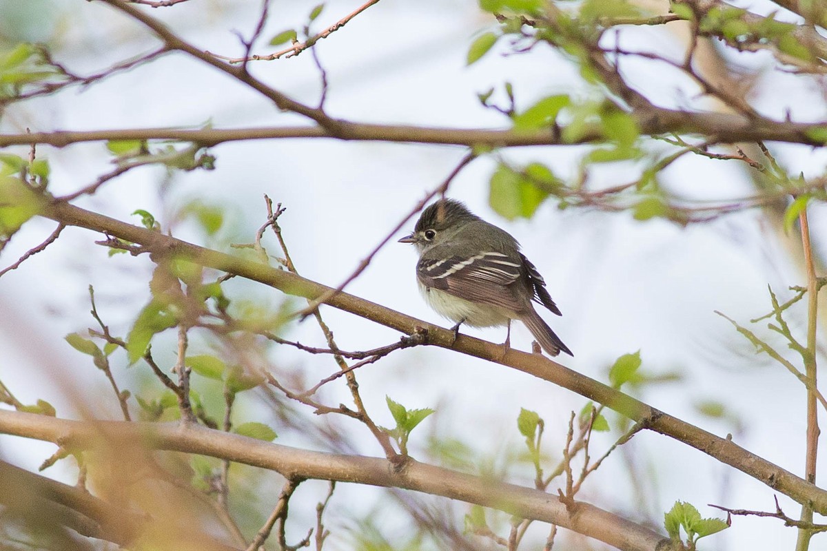 Least Flycatcher - ML356161311