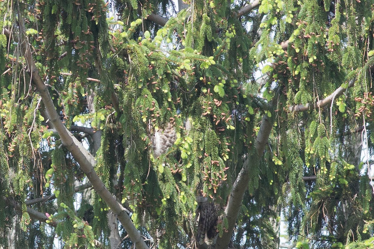Great Horned Owl - ML356161751