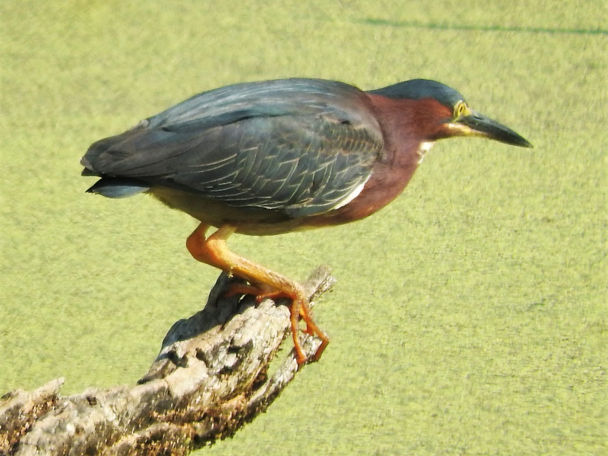 Green Heron - ML356162861