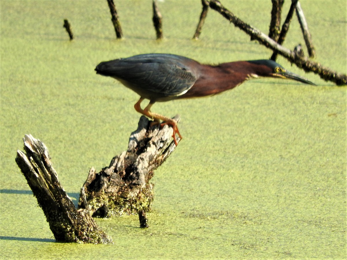 Green Heron - ML356162871