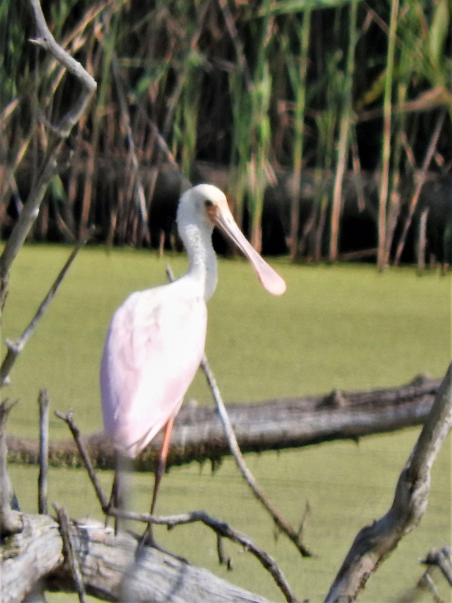 Roseate Spoonbill - David Parsons