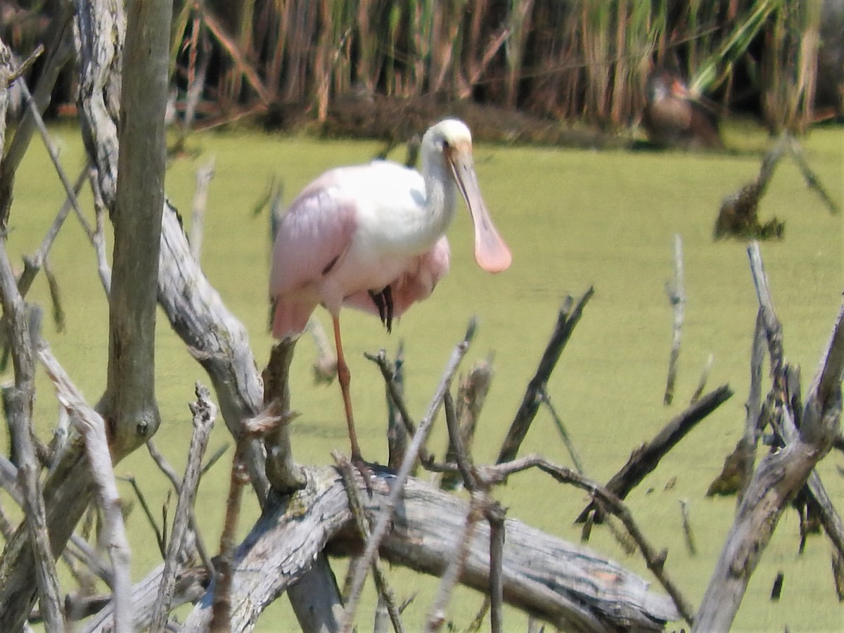 Roseate Spoonbill - ML356162961
