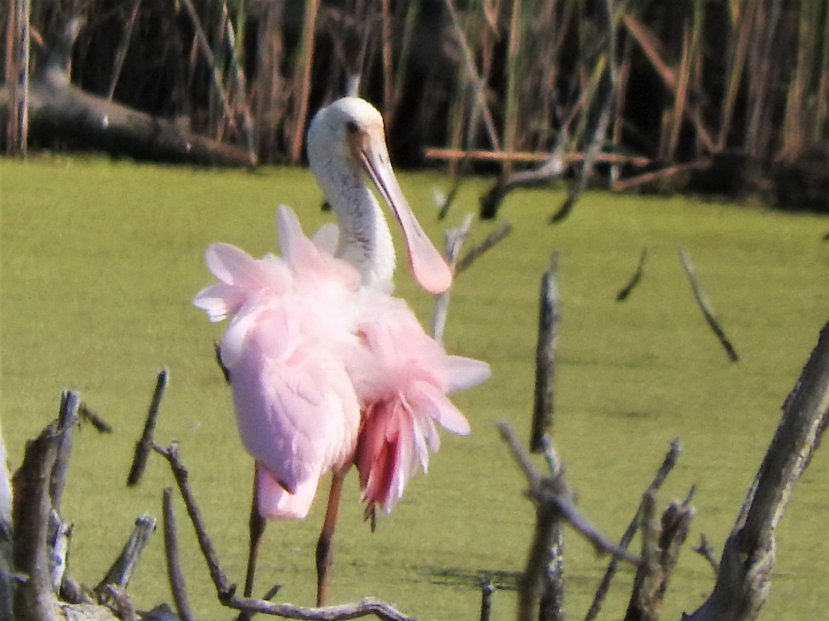 Roseate Spoonbill - ML356162991