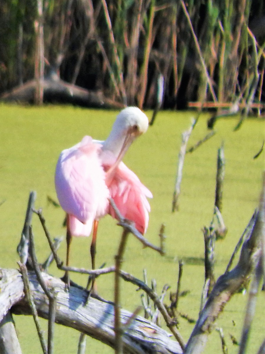 Roseate Spoonbill - David Parsons