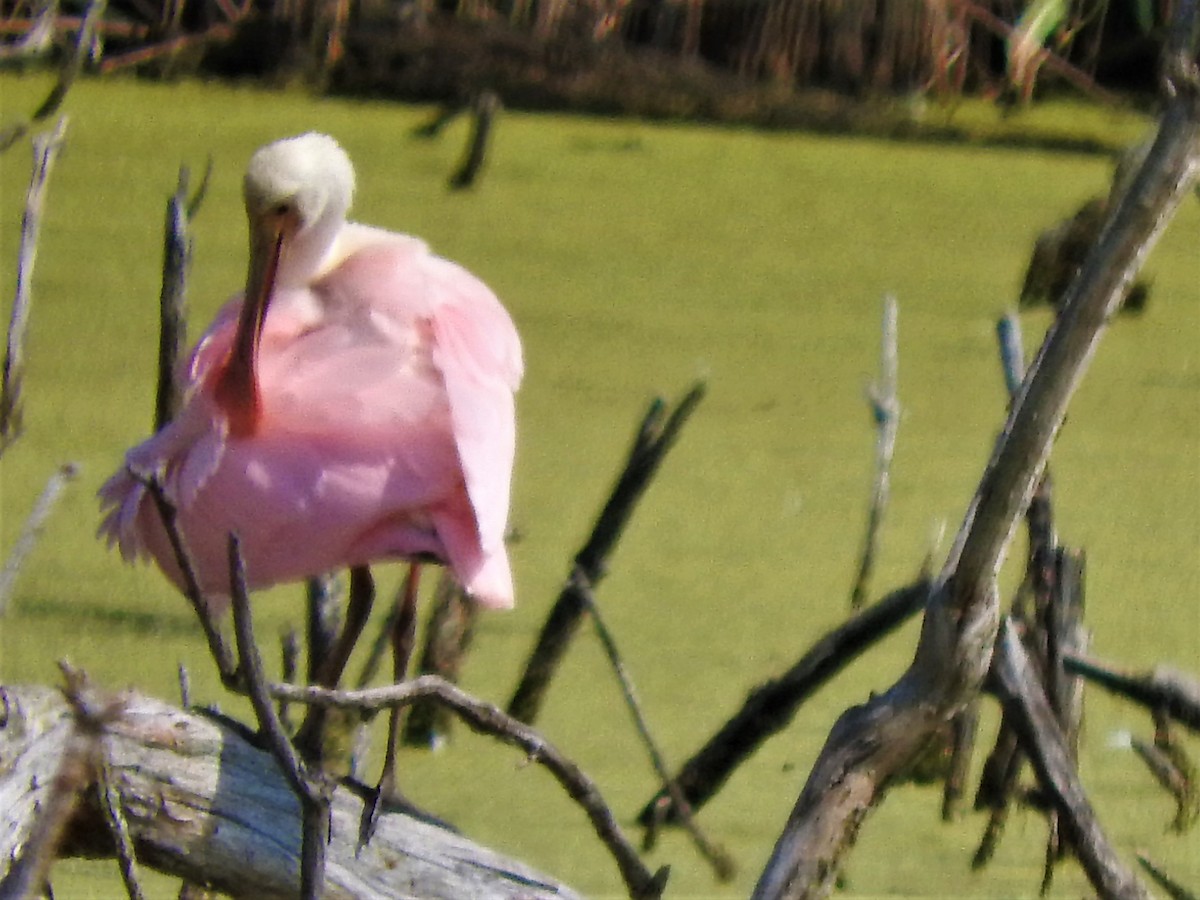 Roseate Spoonbill - ML356163021