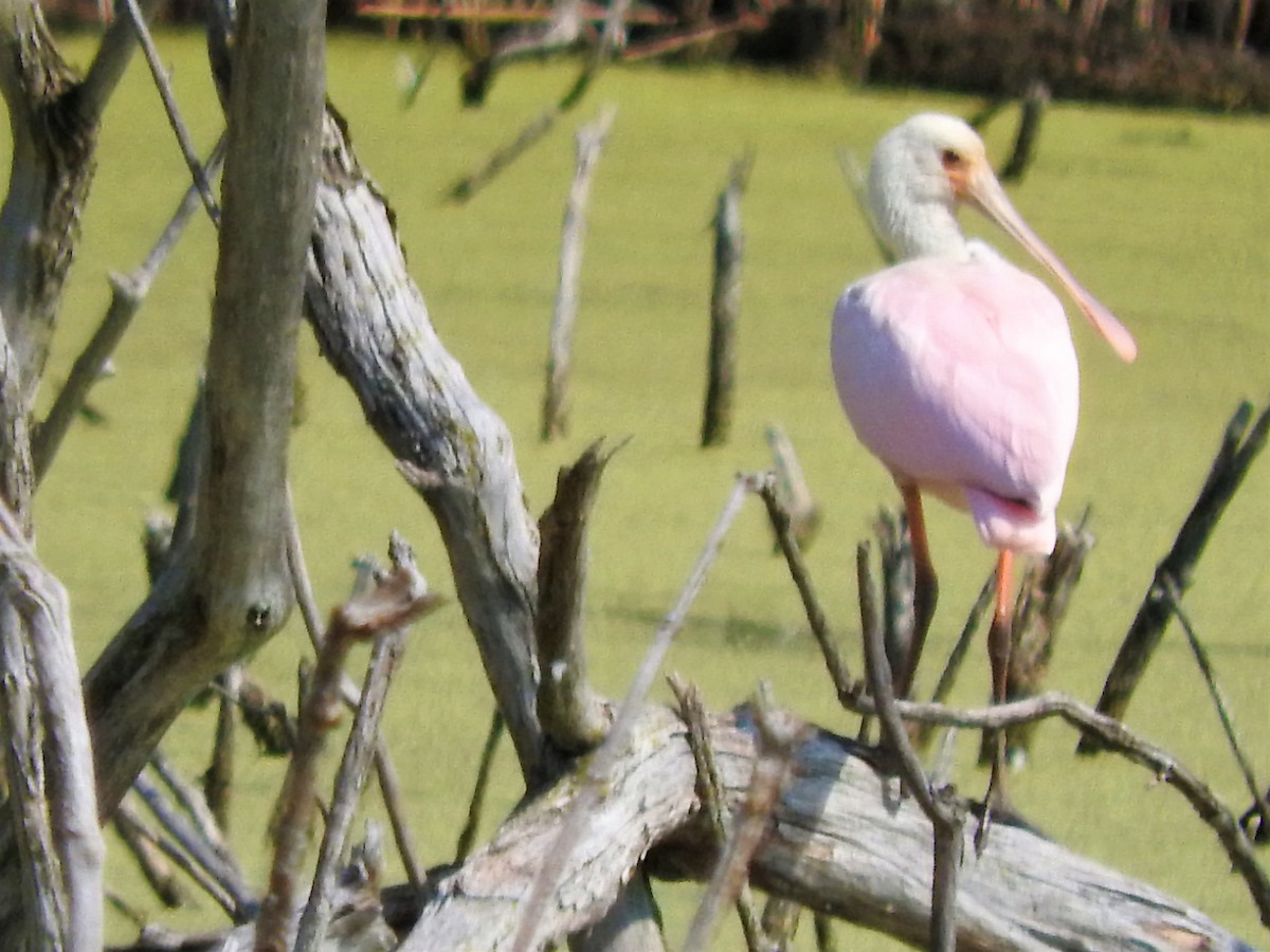 Roseate Spoonbill - David Parsons