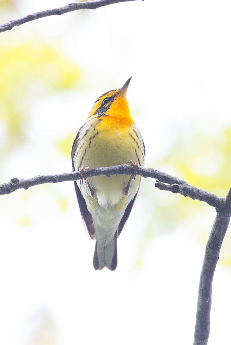 Blackburnian Warbler - ML356163581