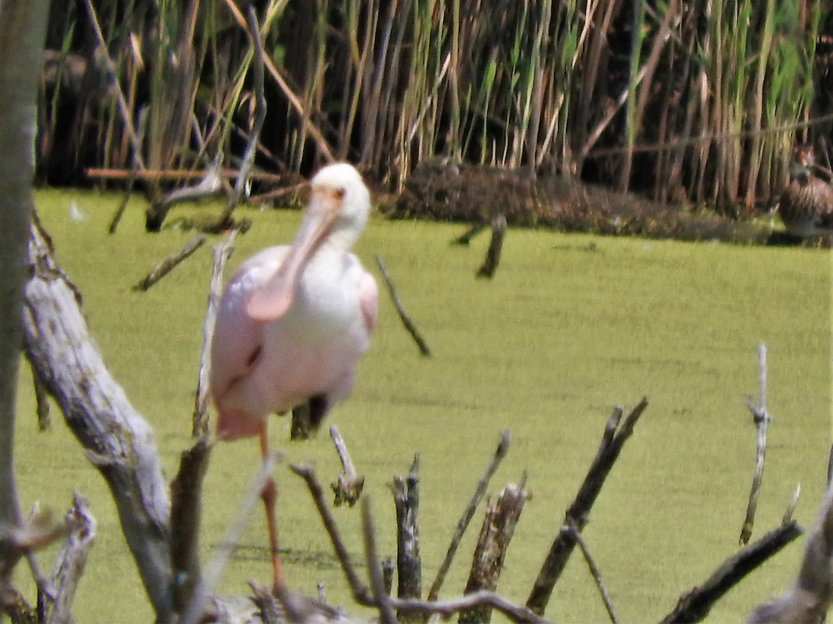 Roseate Spoonbill - ML356163971