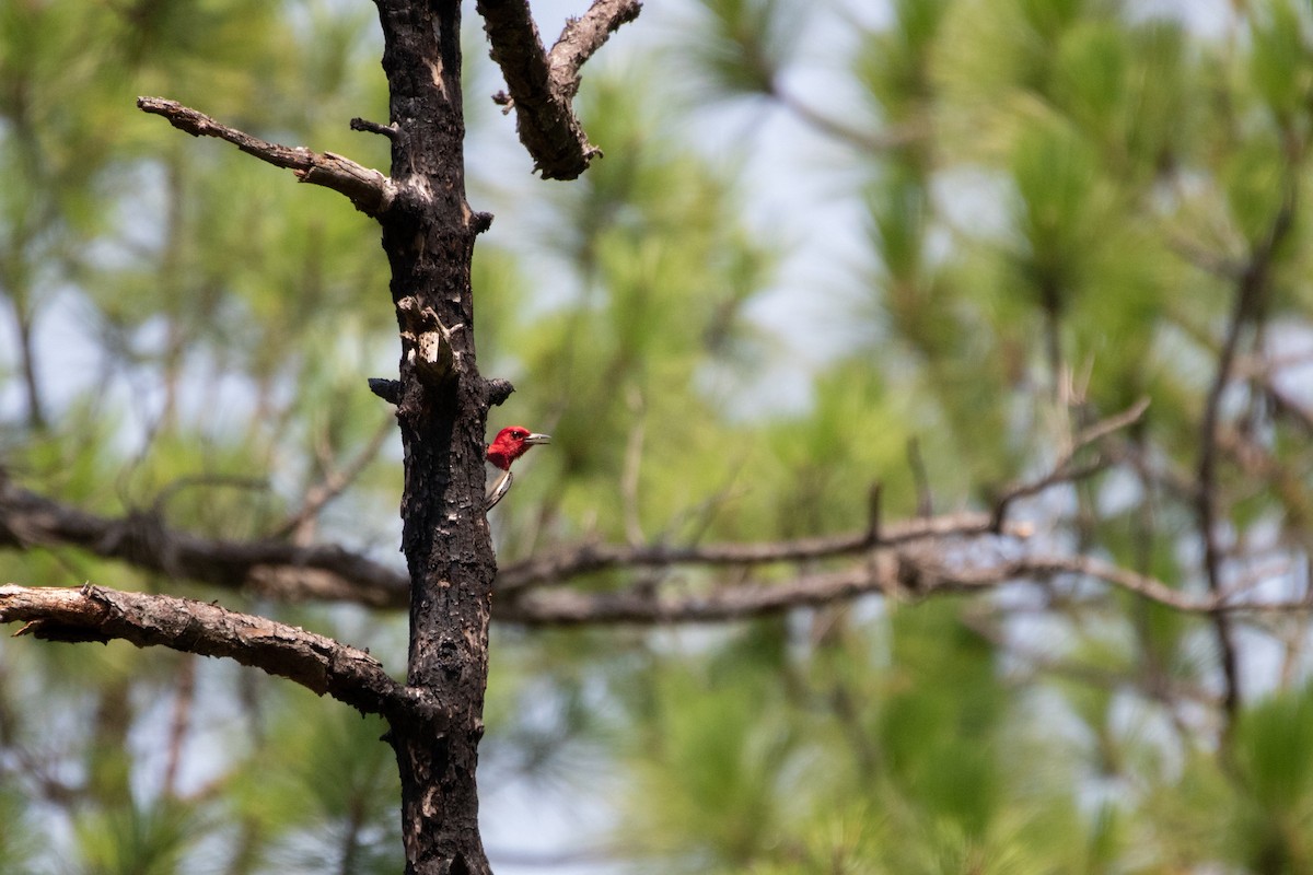 Red-headed Woodpecker - ML356165531