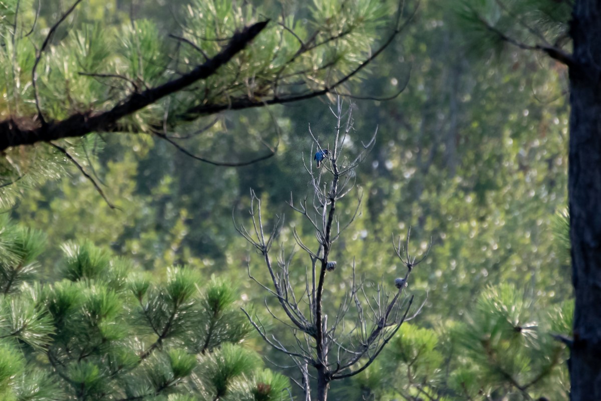 Indigo Bunting - ML356165731