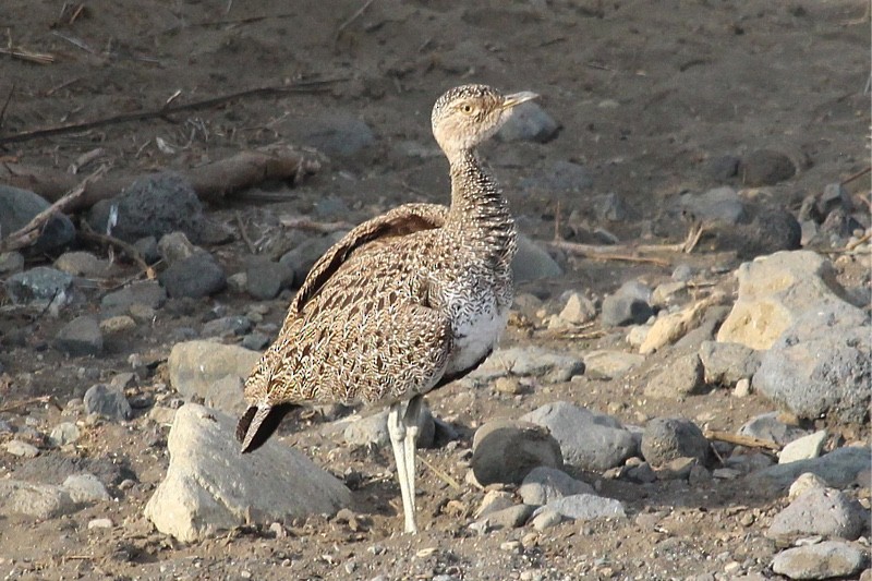 Buff-crested Bustard - Rita Carratello