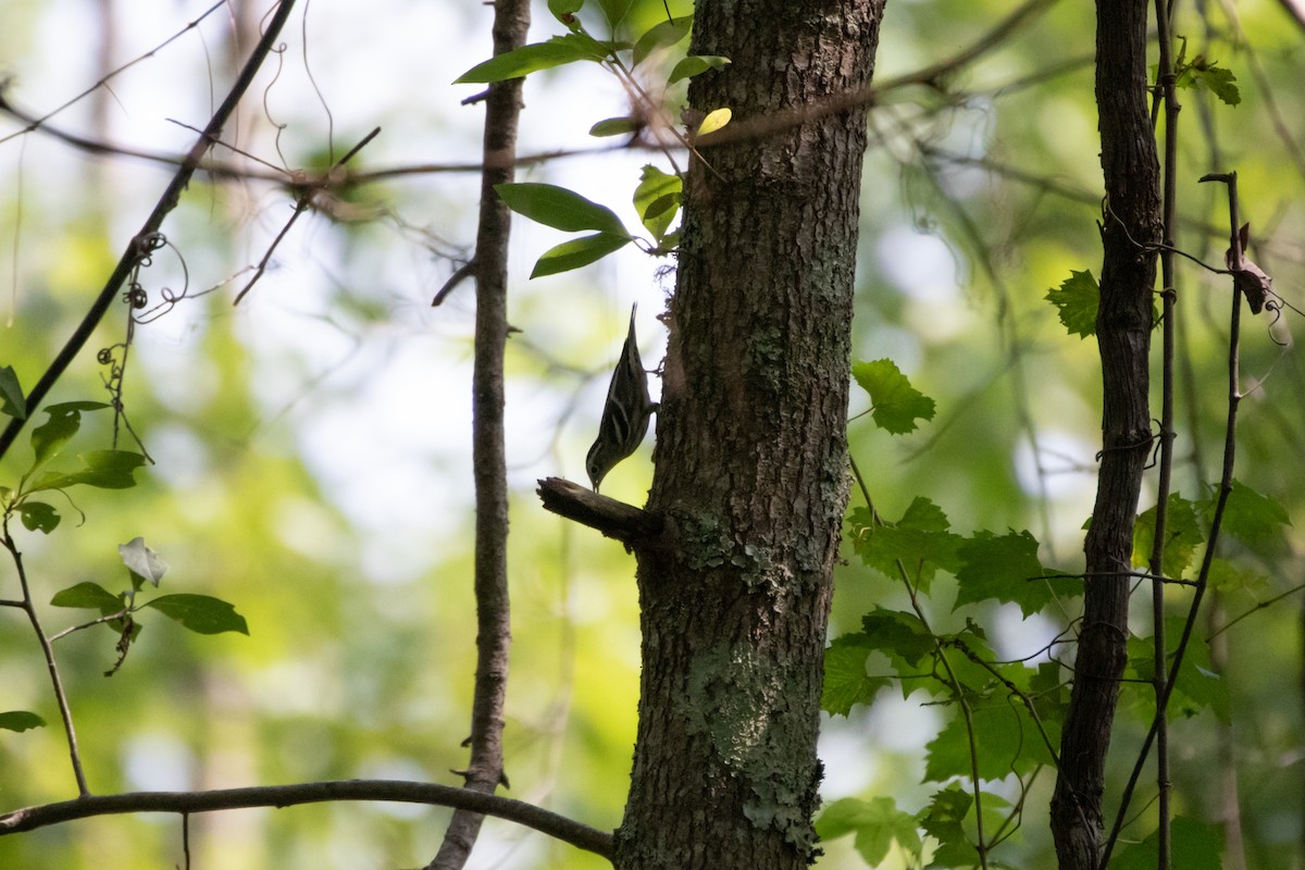 Black-and-white Warbler - ML356165841