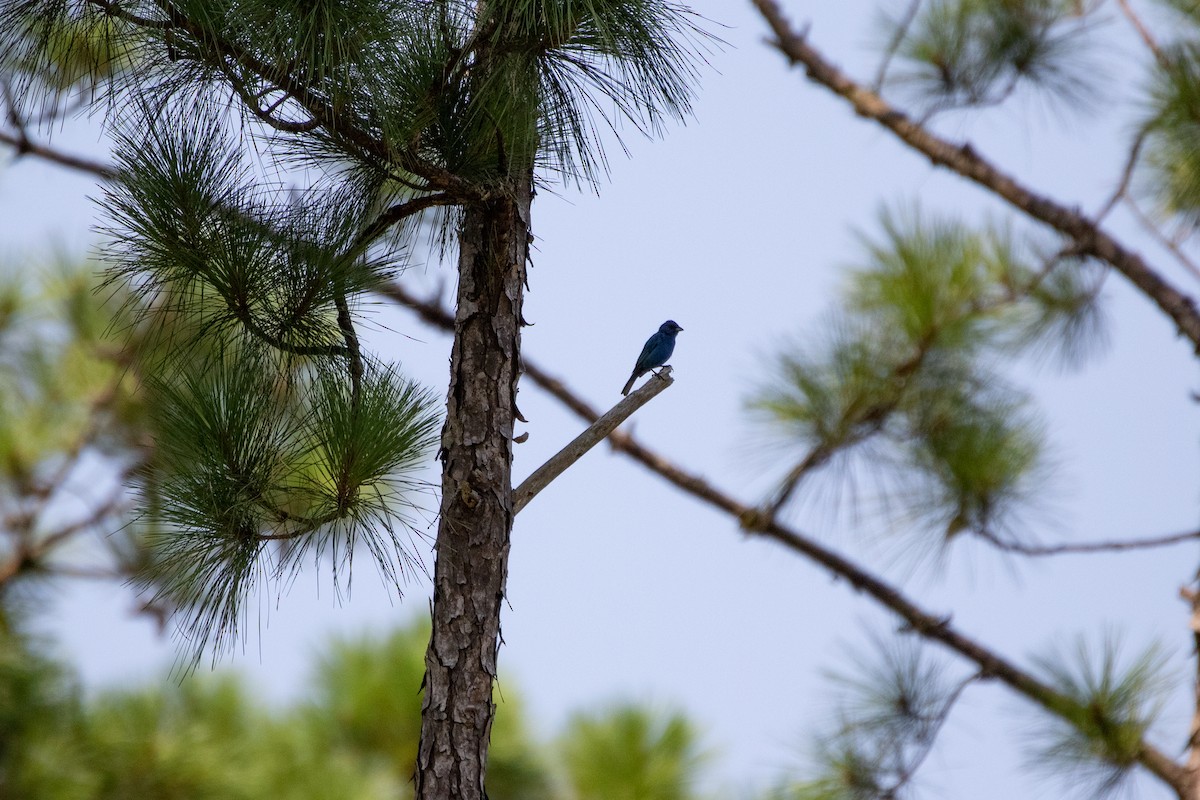 Indigo Bunting - ML356165891