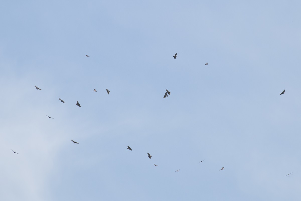 Broad-winged Hawk - ML35616591