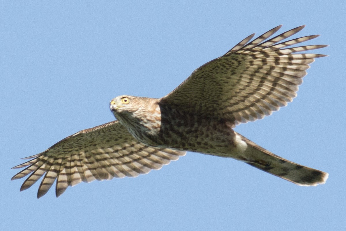 Sharp-shinned Hawk - ML35616631