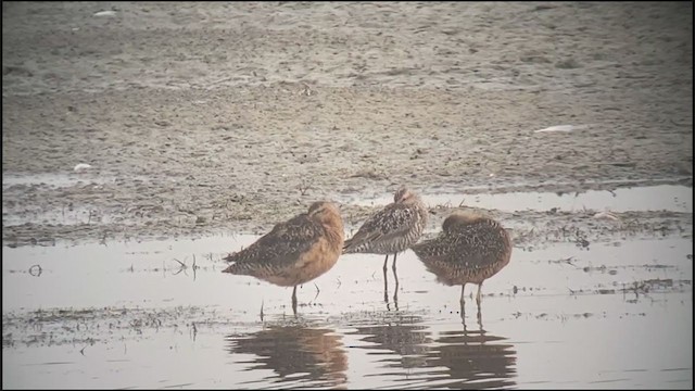 Short-billed/Long-billed Dowitcher - ML356166431