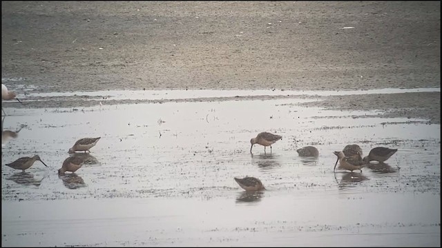 Short-billed/Long-billed Dowitcher - ML356166441