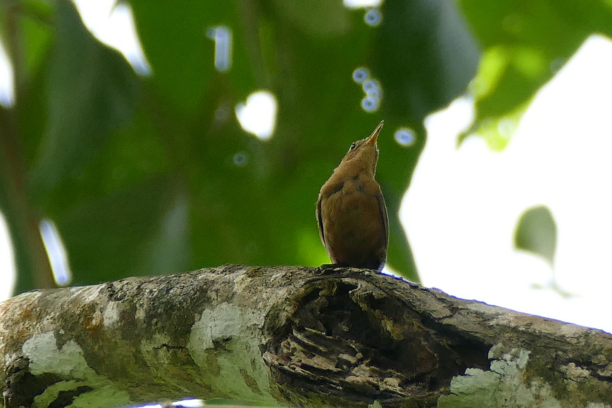 House Wren - Alicia Williams