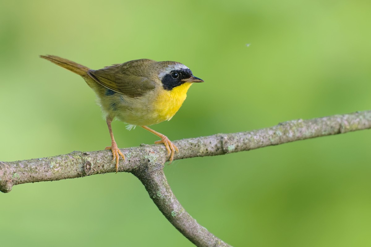 Common Yellowthroat - ML356168061