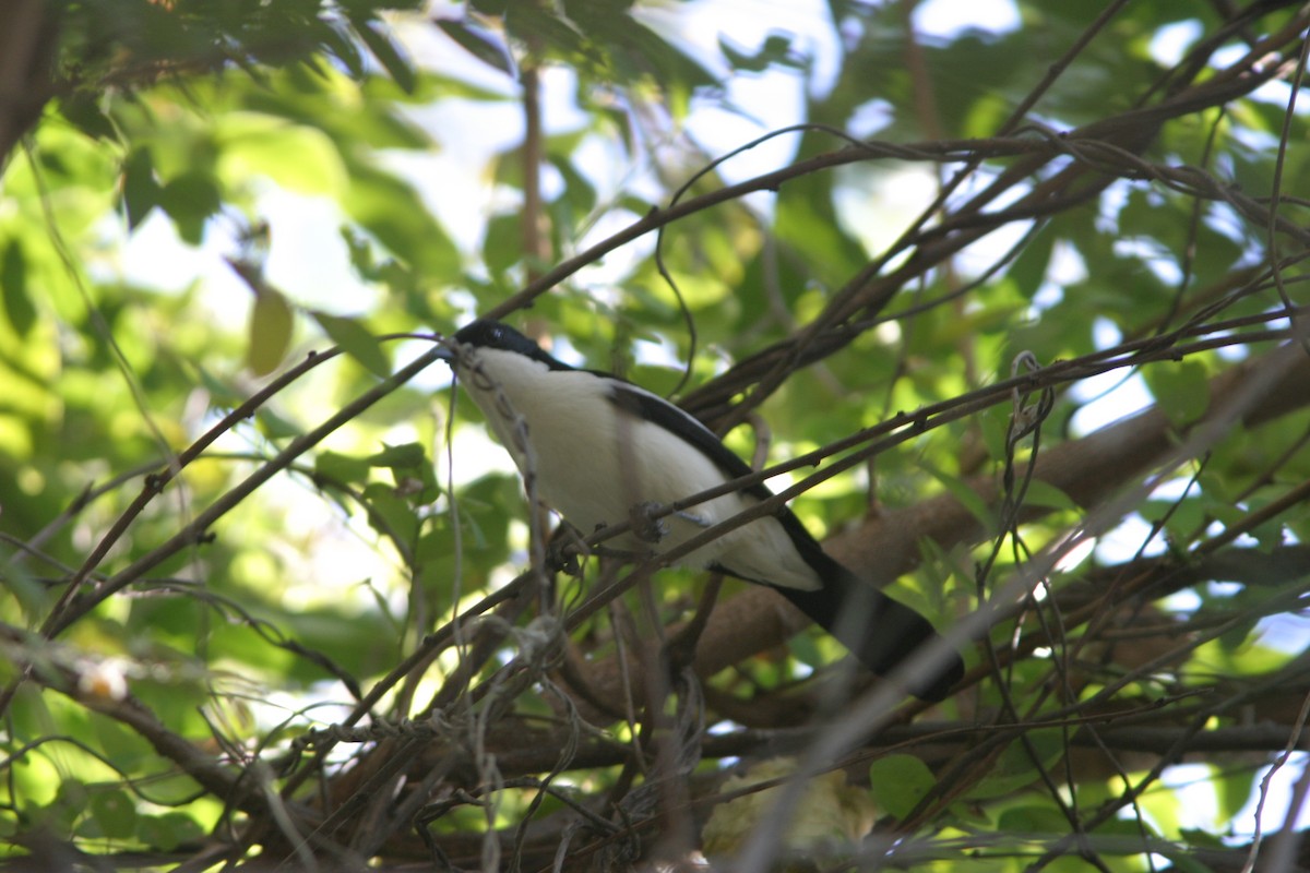 Gabon Boubou (Okavango) - ML356168281