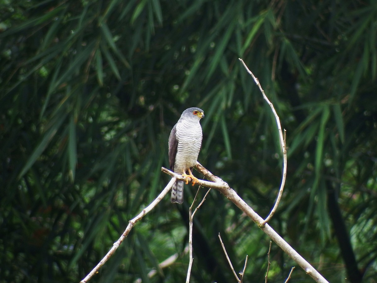 Tiny Hawk - ML35616871