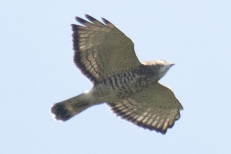 Broad-winged Hawk - ML35616941