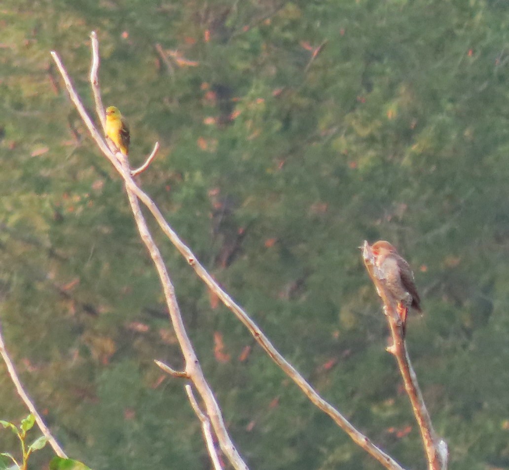 Western Tanager - ML356170911