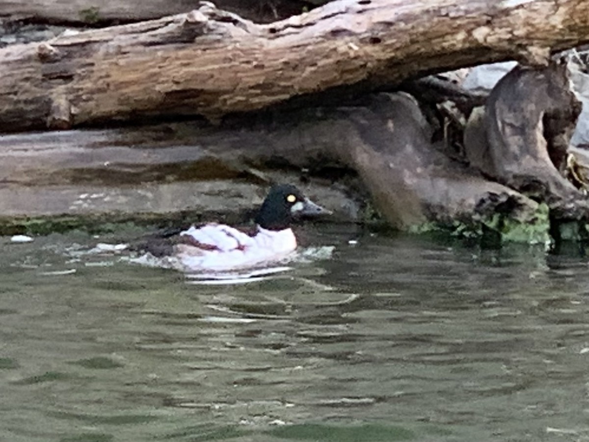 Common Goldeneye - ML356172111