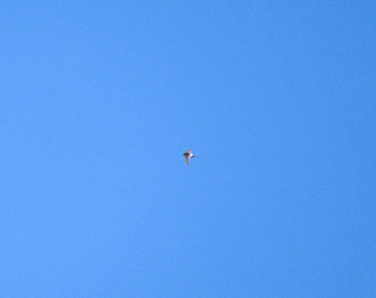 White-rumped Swift - ML356172701