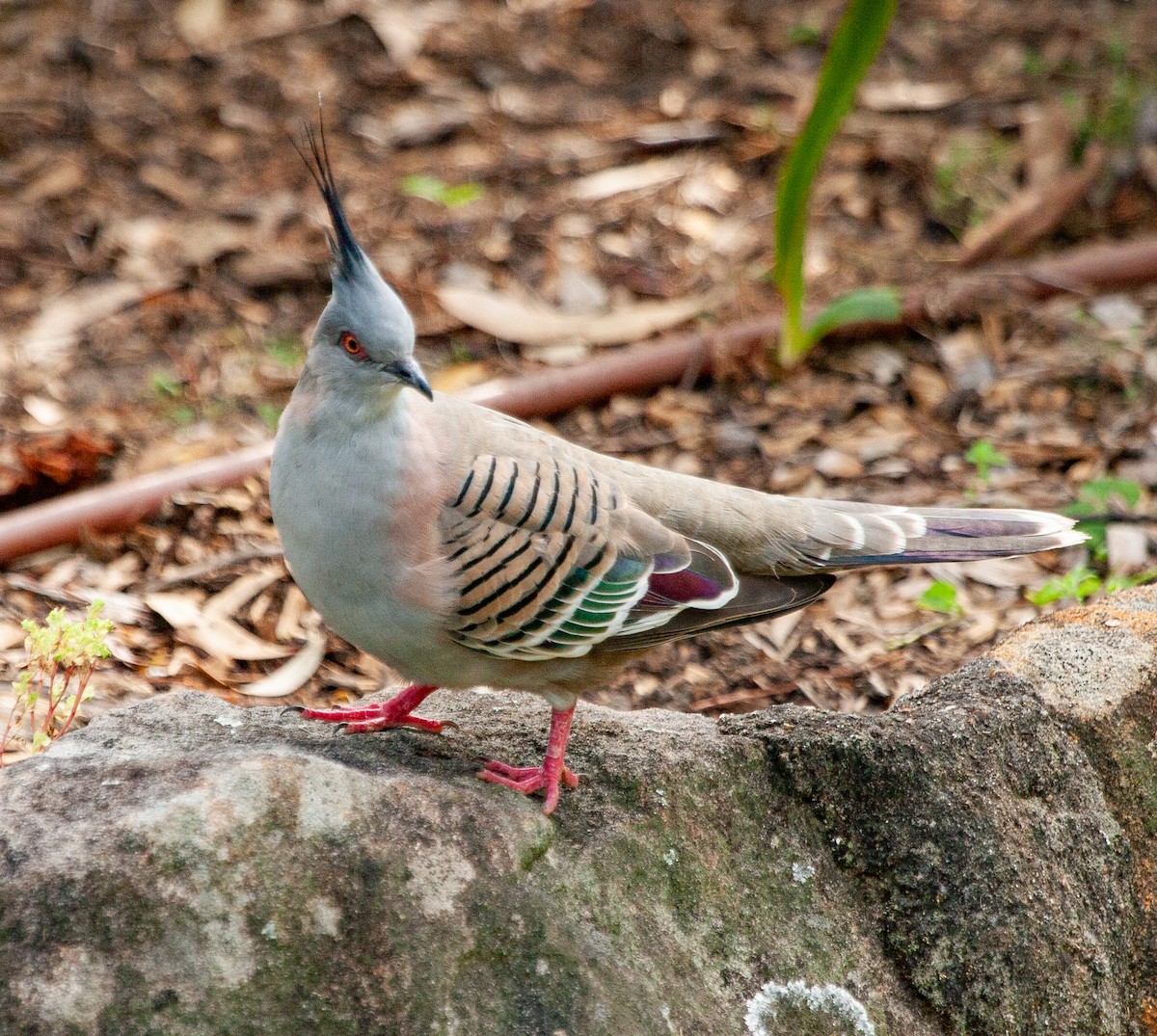 Crested Pigeon - ML356174201