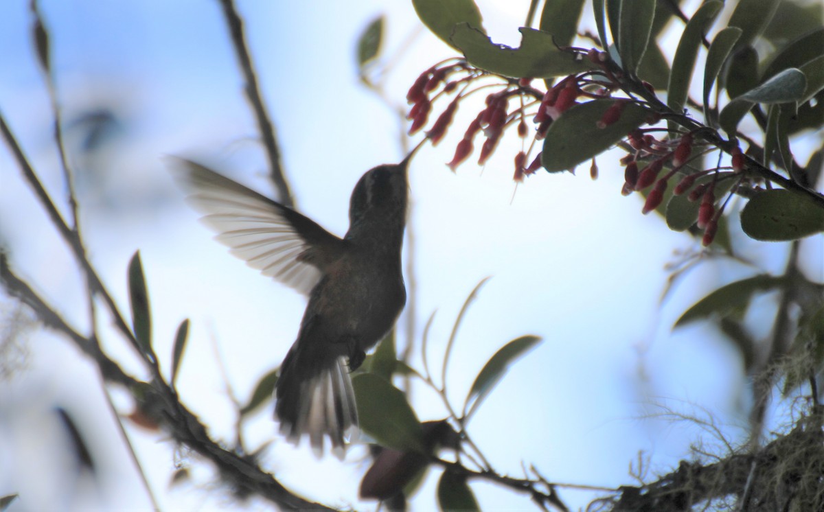 Speckled Hummingbird (melanogenys Group) - ML356174321