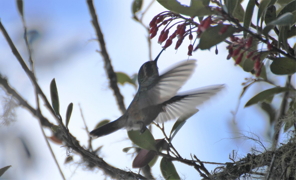 Speckled Hummingbird (melanogenys Group) - ML356174331