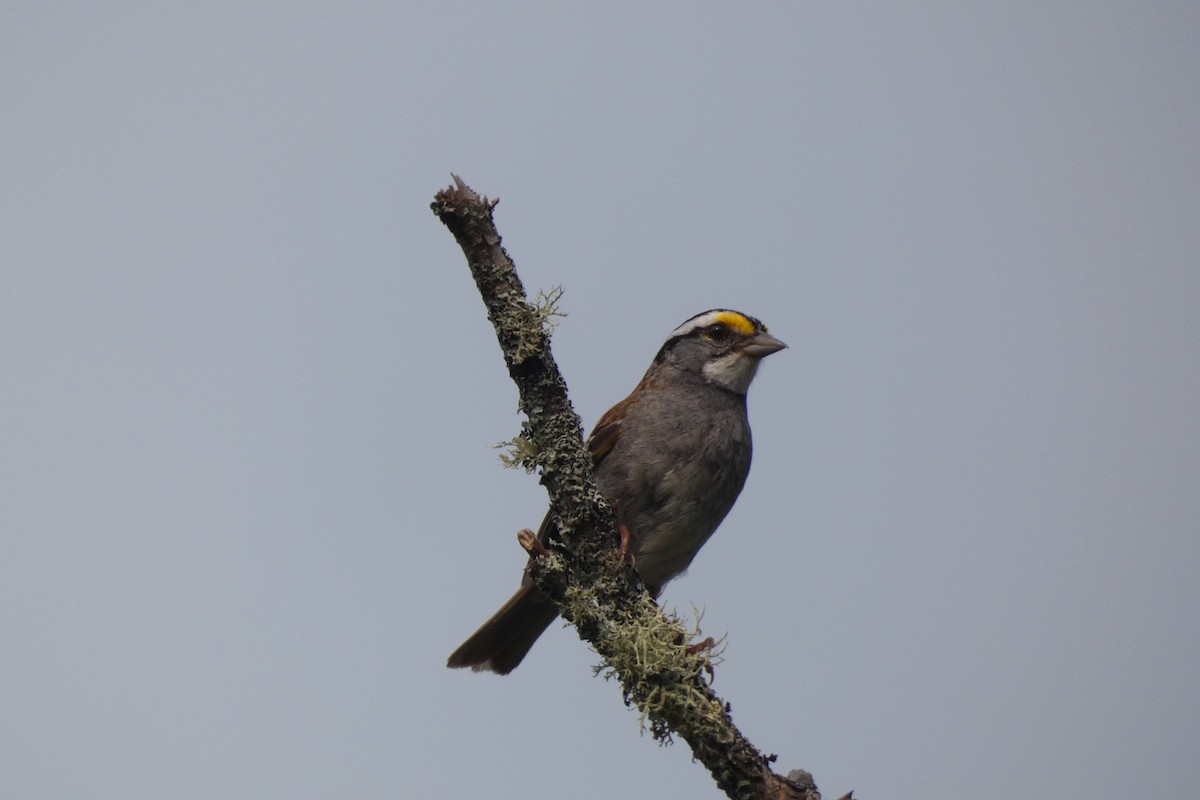 White-throated Sparrow - ML356175871