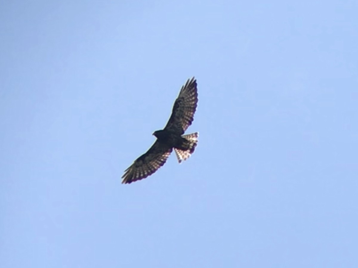 Short-tailed Hawk - ML356176741
