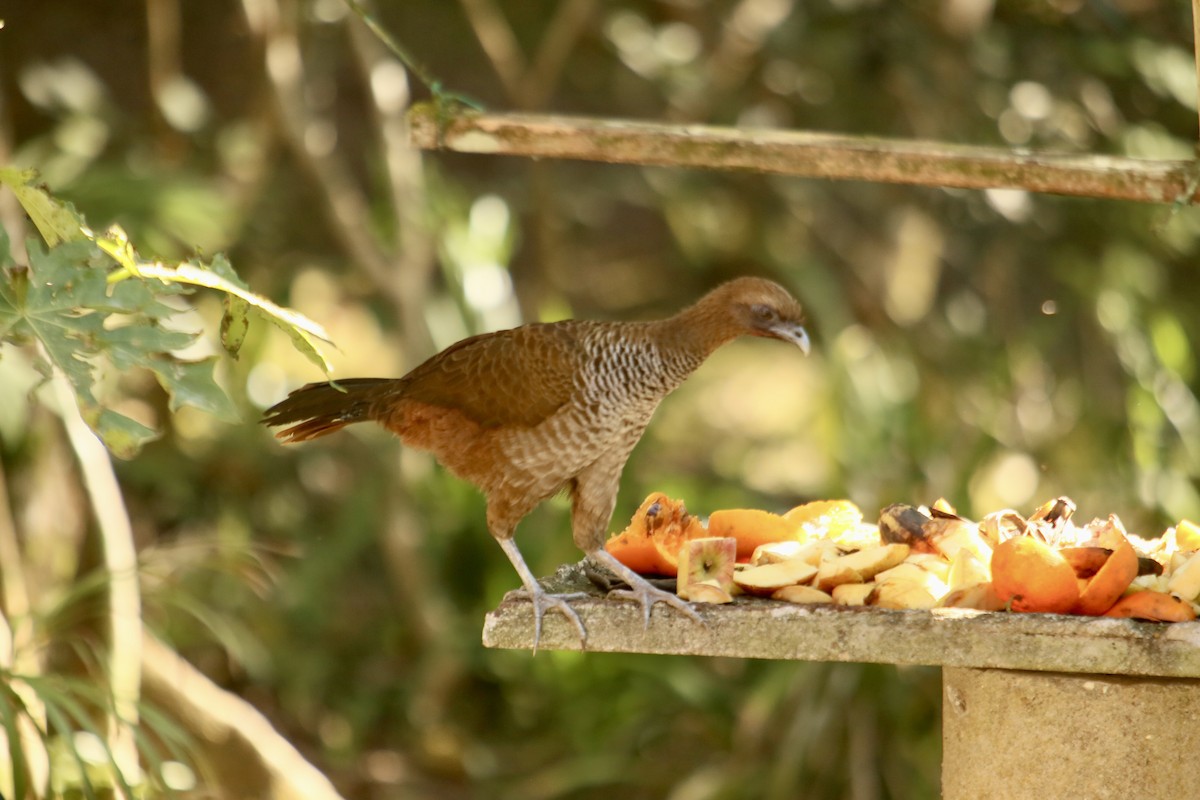 Scaled Chachalaca - Clarisse Odebrecht