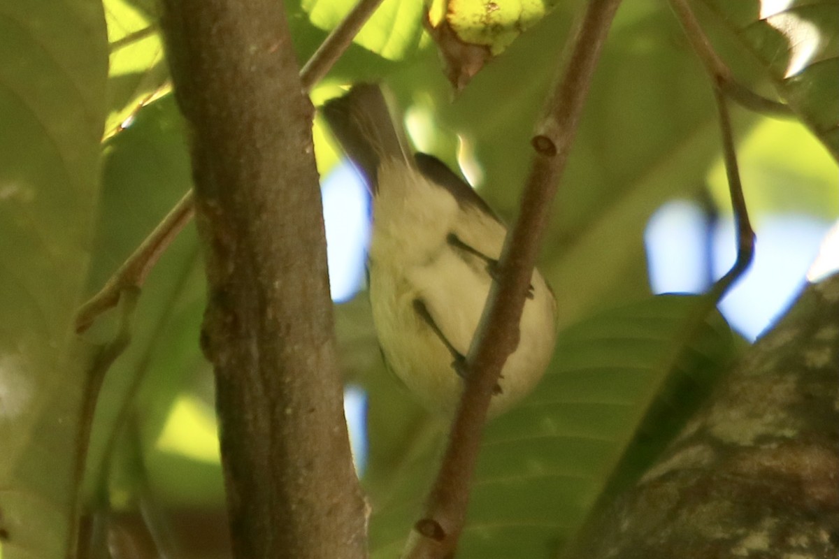 Southern Beardless-Tyrannulet - ML356177501