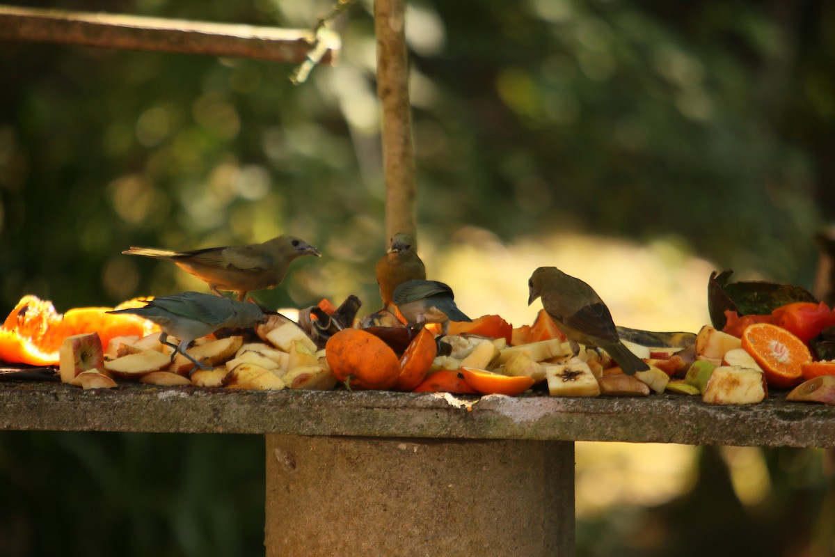 Palm Tanager - ML356179181