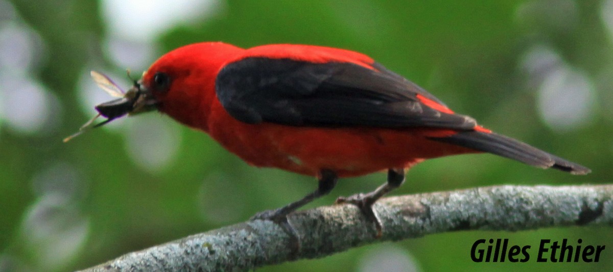 Scarlet Tanager - Gilles Ethier