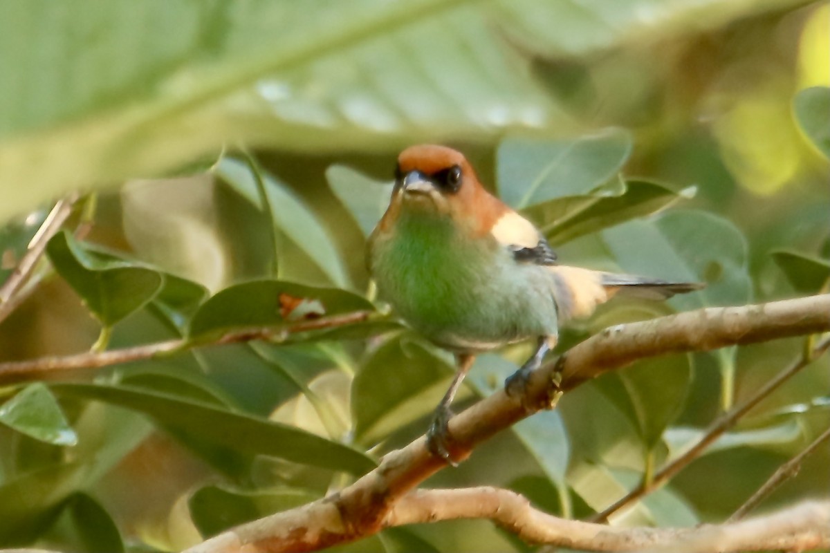 Chestnut-backed Tanager - ML356180041