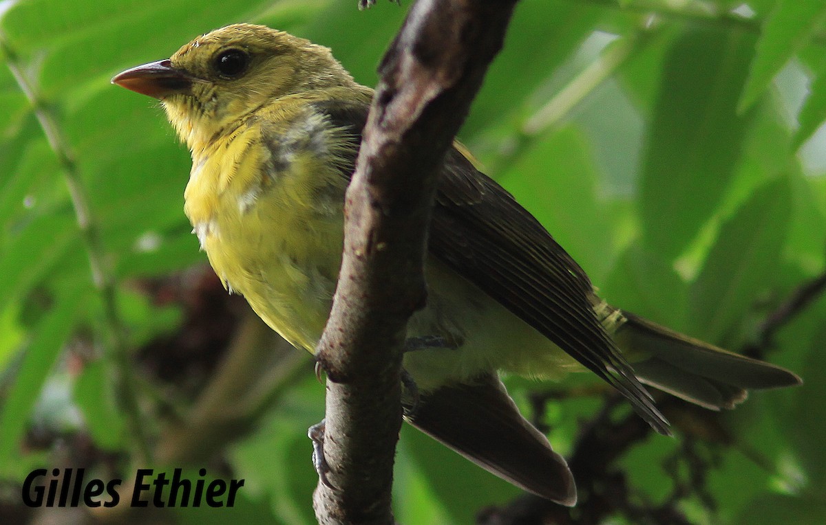 Scarlet Tanager - Gilles Ethier