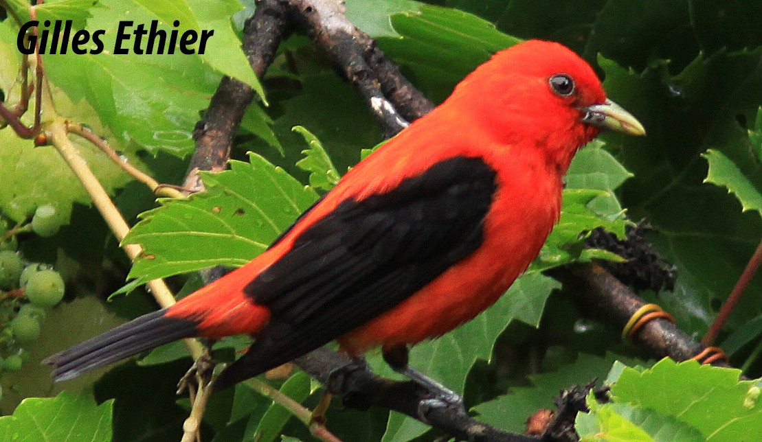 Scarlet Tanager - Gilles Ethier