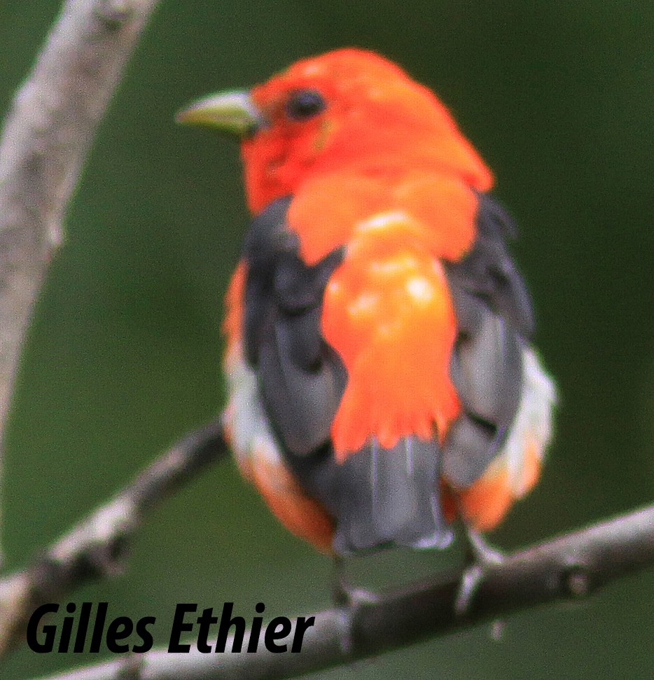 Scarlet Tanager - Gilles Ethier