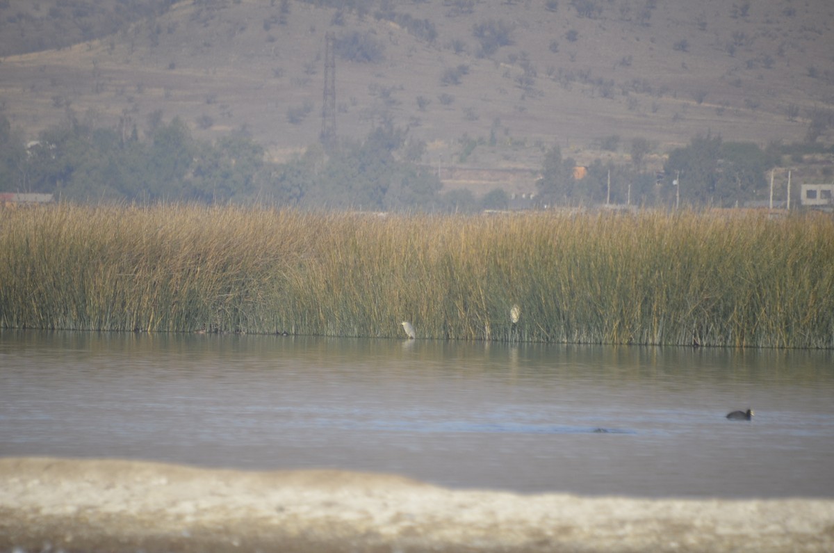 Black-crowned Night Heron - ML356180701